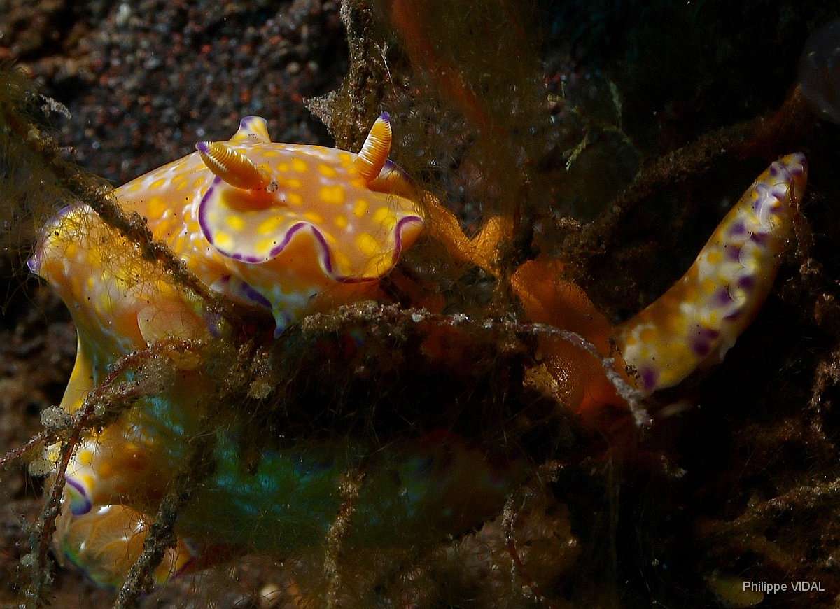 Bali 2016 - Ceratosoma palliollatum - nudibranche - IMG_5924_rc.jpg